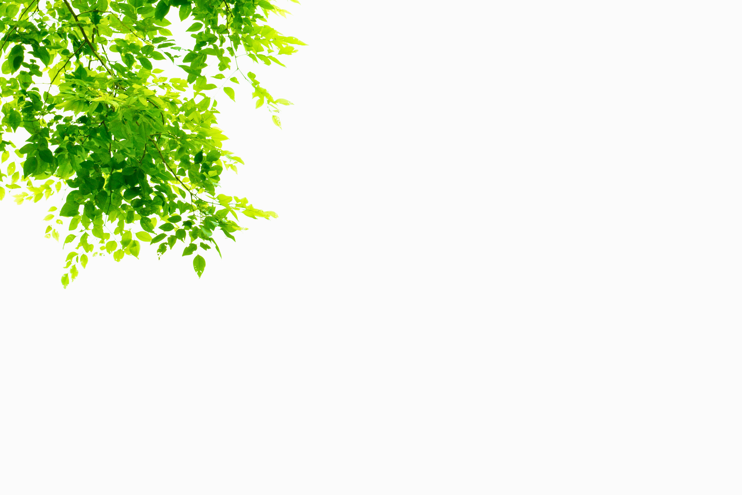Bright Green leaves isolated on white background